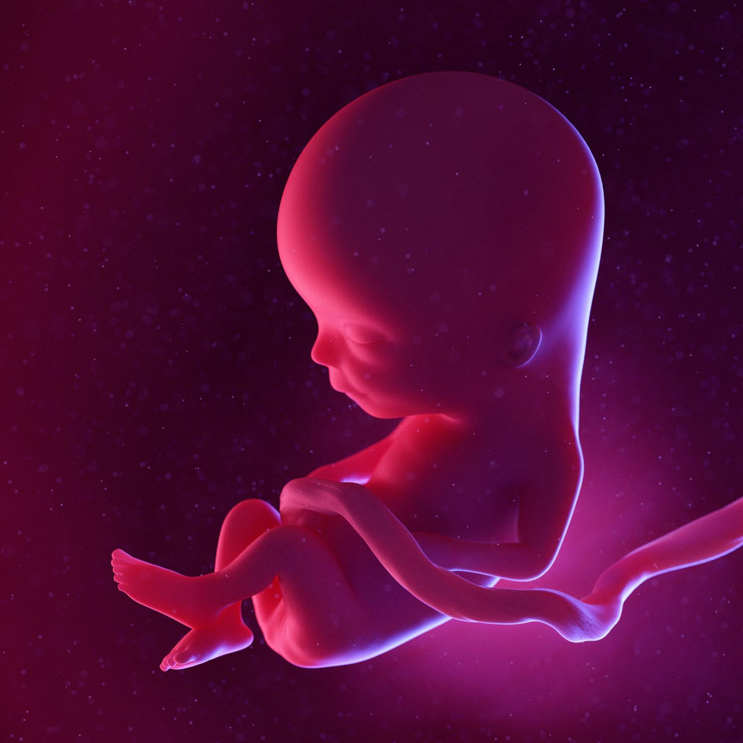 13 Weeks Pregnant