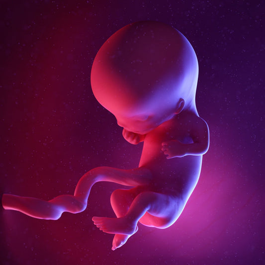 11 Weeks Pregnant