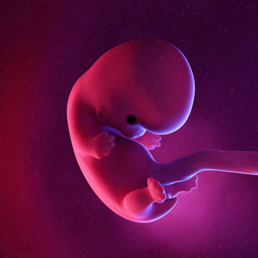 8 Weeks Pregnant