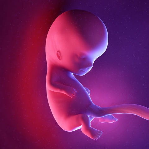 fetus at 10 weeks