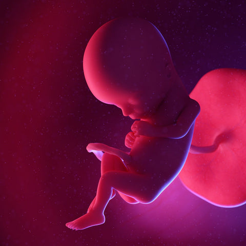 fetus at 15 weeks pregnant