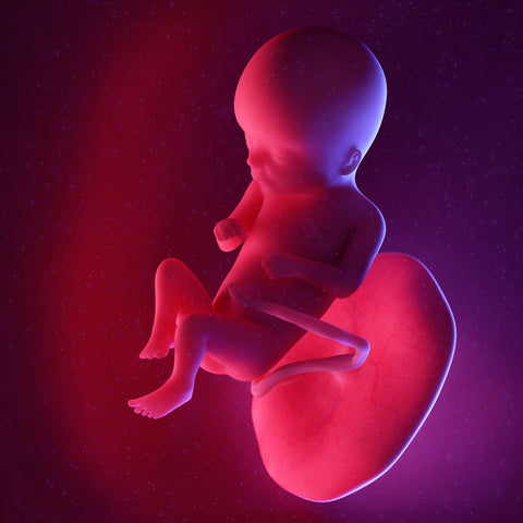 fetus at 16 weeks pregnant