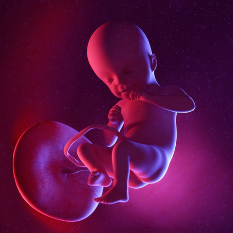 image of 21 week fetus