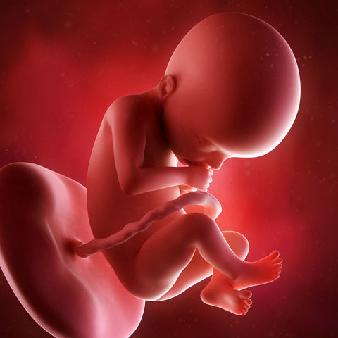 week 22 foetus