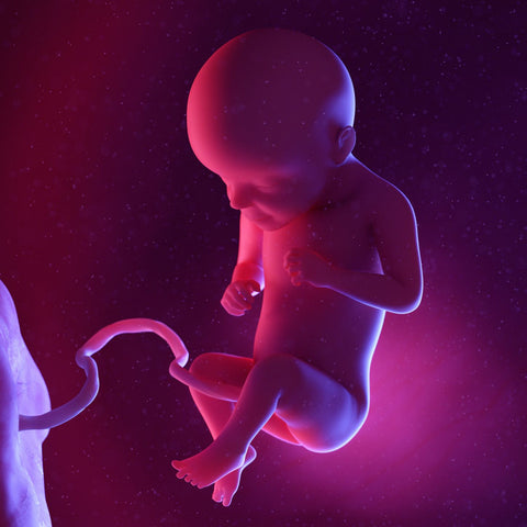 week 29 foetus