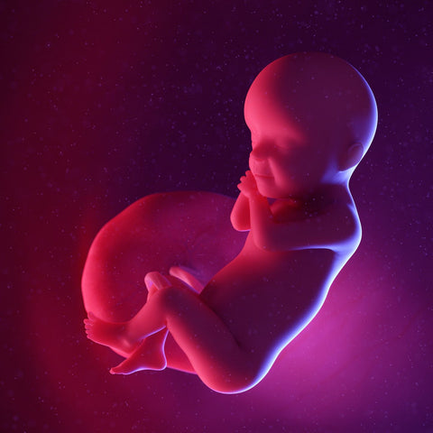 week 30 foetus