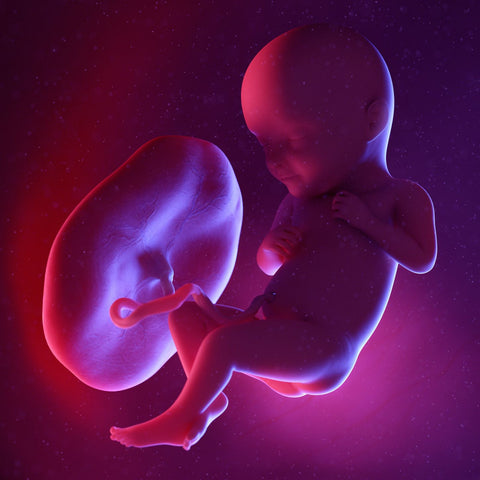 week 32 foetus