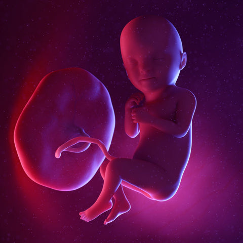 week 33 foetus
