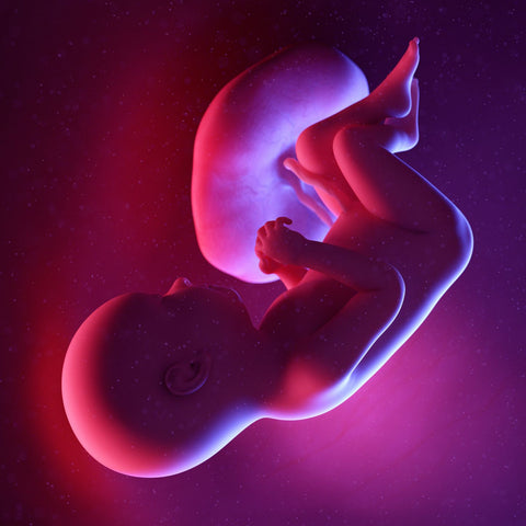 week 37 foetus