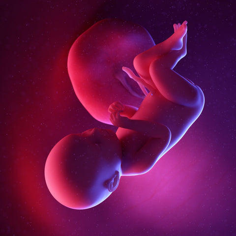 week 39 foetus