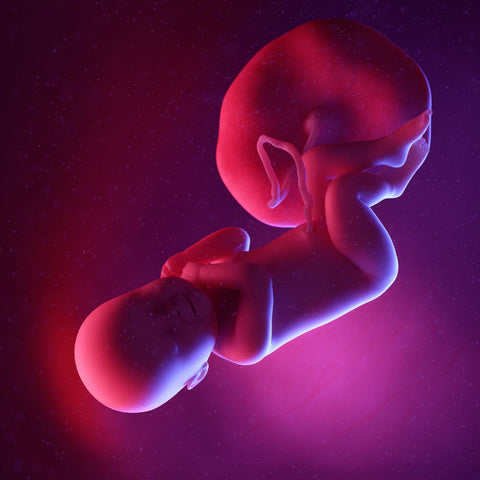 week 40 foetus