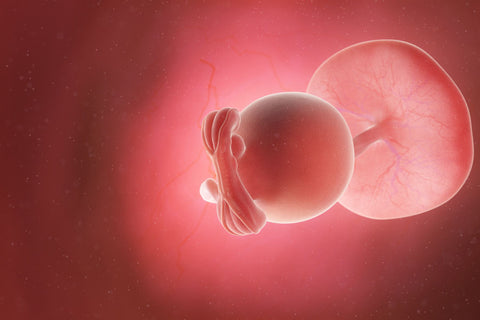 5 week fetus