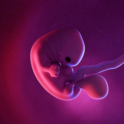 fetus at 7 weeks