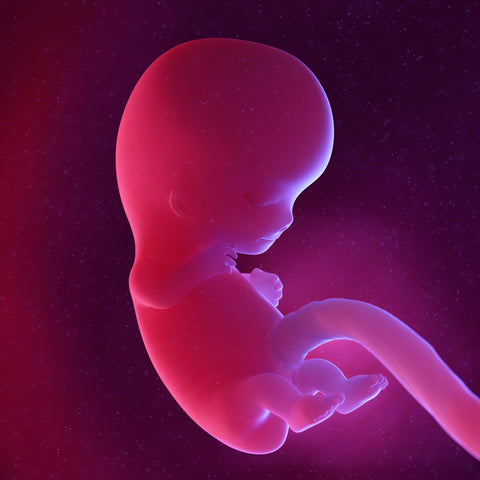 fetus at 9 weeks